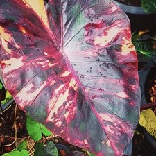 AUTHENTIC Colocasia  Morning Star 1 bulb picture