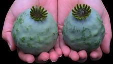 1,500 The Giant - Giganteum P. Somniferum Poppy Seeds -HUGE Pink&Purple Blooms picture
