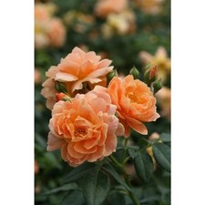 PROVEN WINNERS ( 4.5 in. ) Qt. At Last Rose (Rosa) Live Shrub, Orange Flowers picture