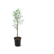 American Plant Exchange Weeping Willow Tree 1 Gallon Pot 1-2Ft Tall Live picture