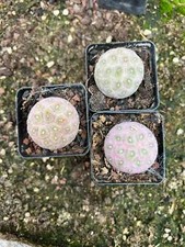 3PCS RareSucculent  Plant Tephrocactus geometricus Garden Décor Boutique 3CM picture
