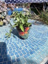 Hoya bella louis variegated - Rooted  Live 7 Stems  Growing In Talavera 3” Pot picture
