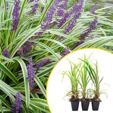 3 Aztec Grass, Live Plants in 2.5