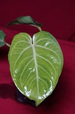 Anthurium Villenaorum picture
