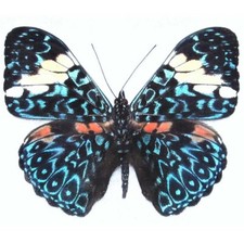Hamadryas amphinome ONE REAL BUTTERFLY BLUE WHITE PERU UNMOUNTED WINGS CLOSED  picture