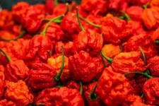 60 FRESH PICKED Homegrown small batch Carolina Reaper Organic Super Hot Peppers picture