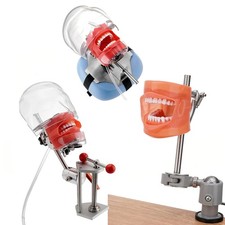 Dental Simulator Dental Mannequin Dental Head Model Dental Teeth Teaching Model picture