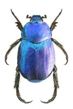 Hoplia coerulea ONE REAL BLUE SCARAB BEETLE FRANCE picture