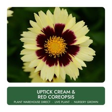 UpTick™ Cream & Red Coreopsis Live Plant Well Rooted picture