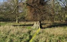 Photo 12x8 Browse line, Staithe Wood, Holkham Park Typical of any deer par c2016 picture