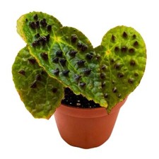 Harmony Foliage Begonia Ferox Rare with Spikes 4 inch picture