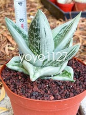 Gasteraloe Green Ice Rosette shape Succulent Plant 6-10CM picture