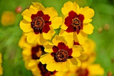 2000+ Dwarf Plains Coreopsis Edible Medicinal Wildflower Seeds | Native Tickseed picture