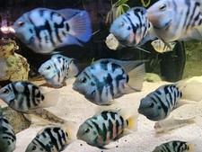 Group of 6 Polar Blue or White Parrot Cichlid  picture