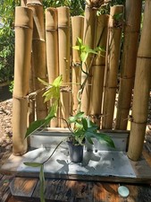 Large Philodendron Florida Ghost Mint Live Plant 3” Pot 25
