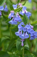 10 Virginia Bluebell Bulbs, Mertensia virginica picture