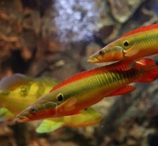 Zebrina Pike Cichlid 3–4” Live Fish – Rare South American Predator Fish Tank picture