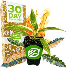 Philodendron 'Ring of Fire' Variegated - Philodendron Wendlandii x P. Tortum picture