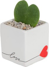 Costa Farms Succulents, Live 4-5 Inches Tall, Cute Love Balloon Plant Pot picture