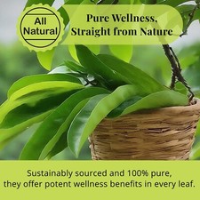 200 + Whole Soursop Leaves, Hojas de Guanábana, Soursop Leaves Graviola, 2.6 Oz picture