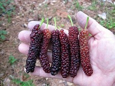 Pakistan Long Mulberry Tree – Morus Macroura - Live Plant picture