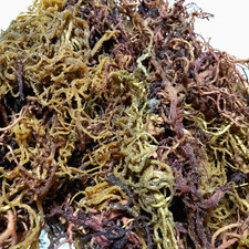 Wildcrafted Purple Mix Sea Moss I Tanzania Raw Sun-Dried Whole Leaf I 4oz–50lb picture