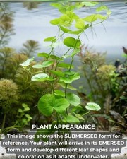 Brazilian Pennywort Freshwater Aquarium Plant | BUY 2 GET 1 FREE picture