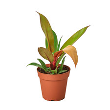 Philodendron 'Prince of Orange' | Live Plant for Indoor & Outdoor picture