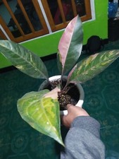 Anthurium hookeri Pink Variegated Rare Plant picture