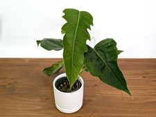 Philodendron Angel Eyes (Patriciae x Tortum)  - US Seller 4