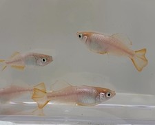 MEDAKA OuRinKou 2025 NEW COLOR  (California Bred) MEDIUM  SIZE / 3-4 month old picture