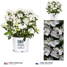 Proven Winners 2 Gal. Fairytrail Bride Hydrangea Shrub picture