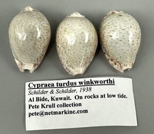 Naria turdus winckworthi Cypraea turdus 3 Shell Lot 39mm F+++/GEM Light Color picture