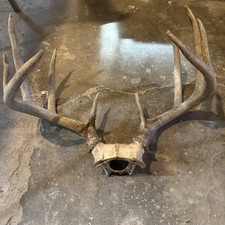 HUGE 180-190 inWhitetail Deer Shed  Antlers Skull 10 Point Buck picture