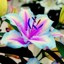 20 SEEDS for Blue/violet LILY RARE flower exotic home garden plant USA Seller picture