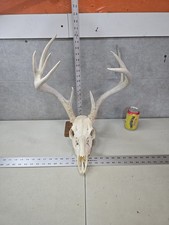 Wild 9 point 120-7