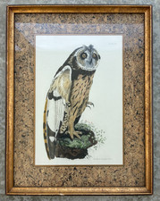 Antique Short Ear Owl Engraving Hand Colored Plate XXI John Selby Framed 18x24 picture