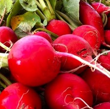 Crimson Giant Radish Seeds | NON-GMO | Heirloom | Fresh Garden Seeds picture