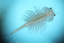 1 lb / 125k Wholesale Live Brine Shrimp - Artemia -  - Live Arrival picture