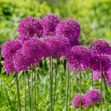 Garden State Bulb Purple Sensation Allium Flower Bulbs, 12/+ cm, Fall Planting picture