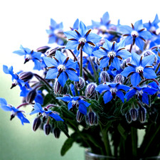 200+ BORAGE SEEDS ⭐ BLUE STARFLOWER | POLLINATOR | AUTUMN | HERB picture