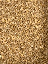 Hard Red Winter Wheat Seeds NON-GMO for planting sprouting fodder storage picture