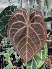 Anthurium Brielle x Red Crystal Hybrid Seedling Indoor Houseplant Broadleaf 2pk picture