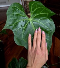 Rare XL Anthurium Pterodactyl X Clarinervium 33