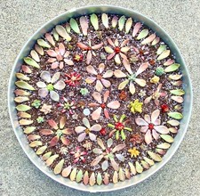 50 Colorful All Different Succulent Leaves Starter Kit Easy Propagation FREESHIP picture
