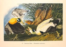 COMMON EIDER ST. CUTHBERT’S DUCK ~ Old 1940s Audubon Birds of America Art Print picture