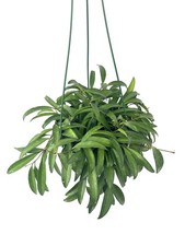 Hoya Wayetii Large Trailing House Plant, 6