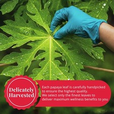 2.6 Oz Dried Papaya Leaves, Te De Hojas De Papaya, Papaya Loose Leaf, Herbal Tea picture