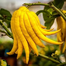 Buddhas Hand (Fingered Citron) Tree - 24-36