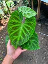 Real Picture Philodendron Verrucosum Green picture